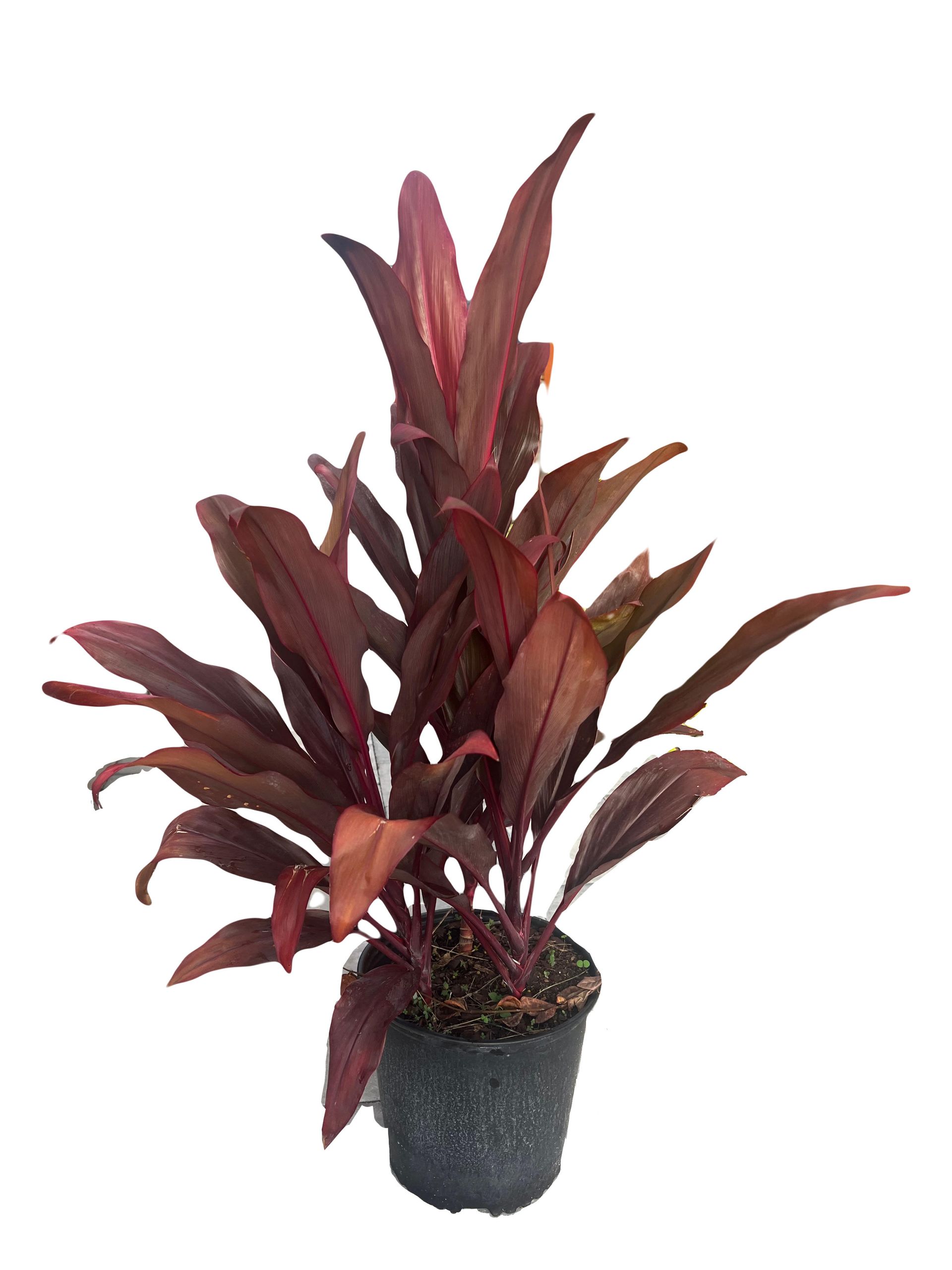 A potted plant with red leaves on a white background