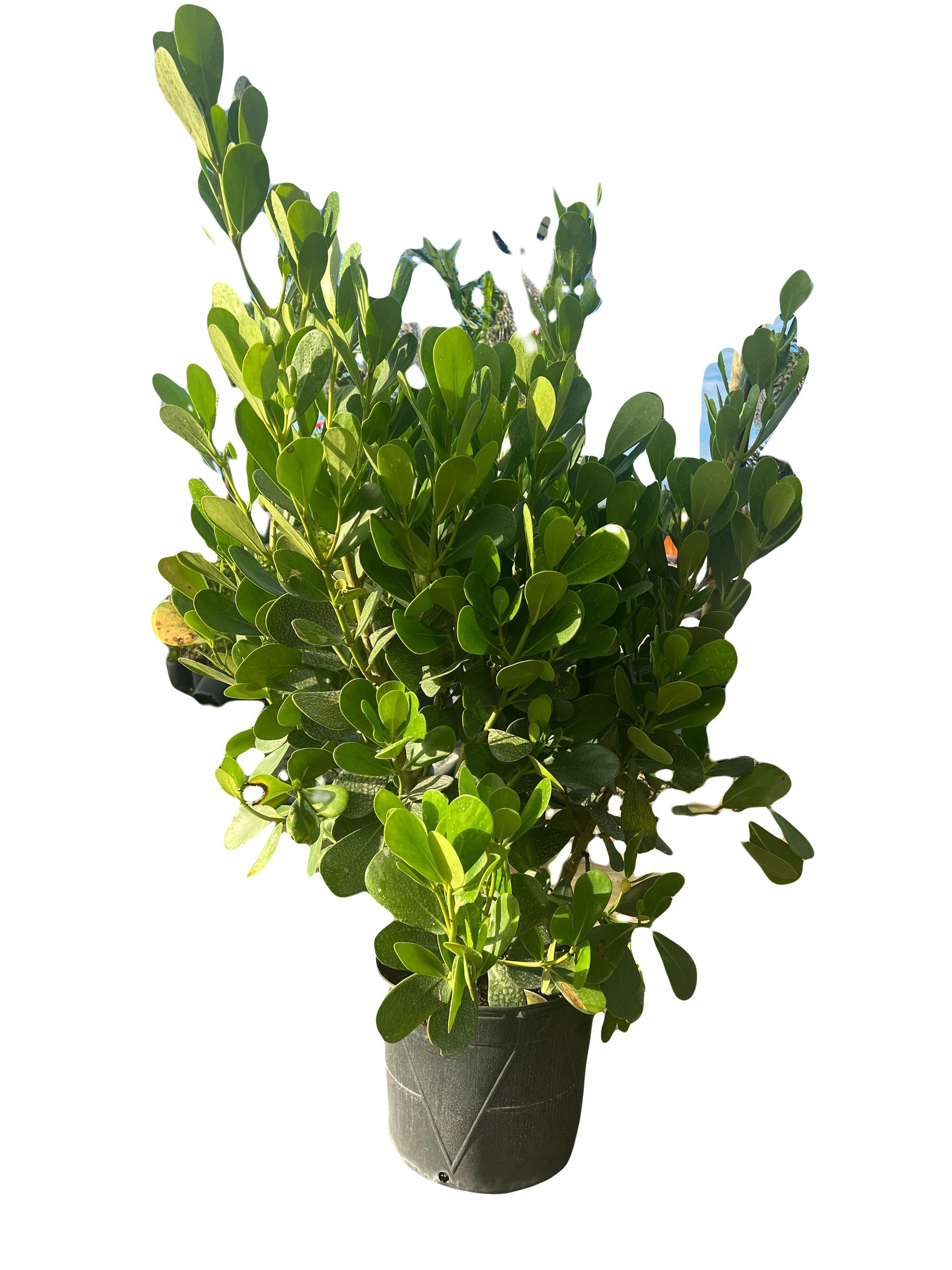 A potted plant with green leaves on a white background