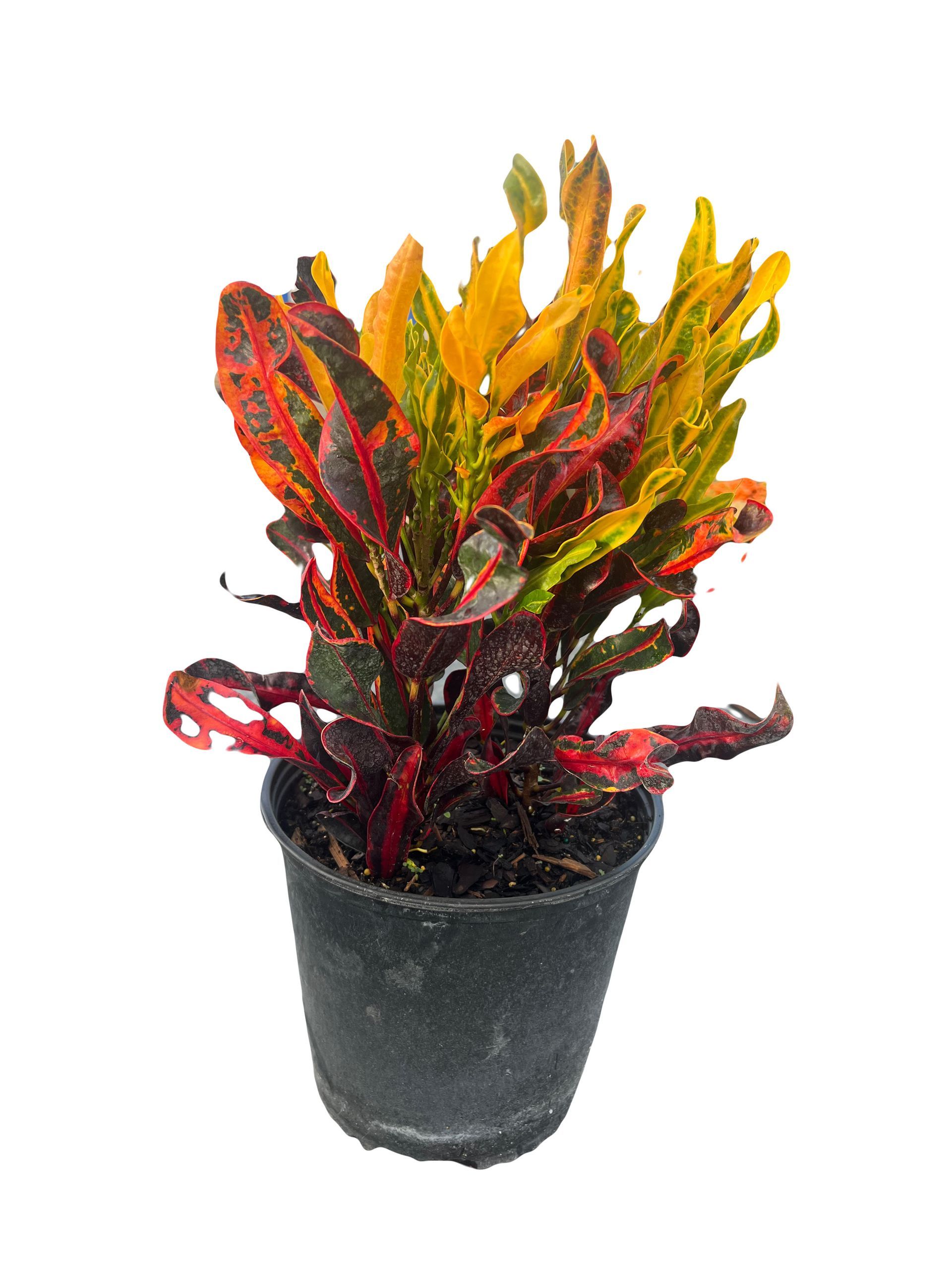 A small potted plant with colorful leaves on a white background.