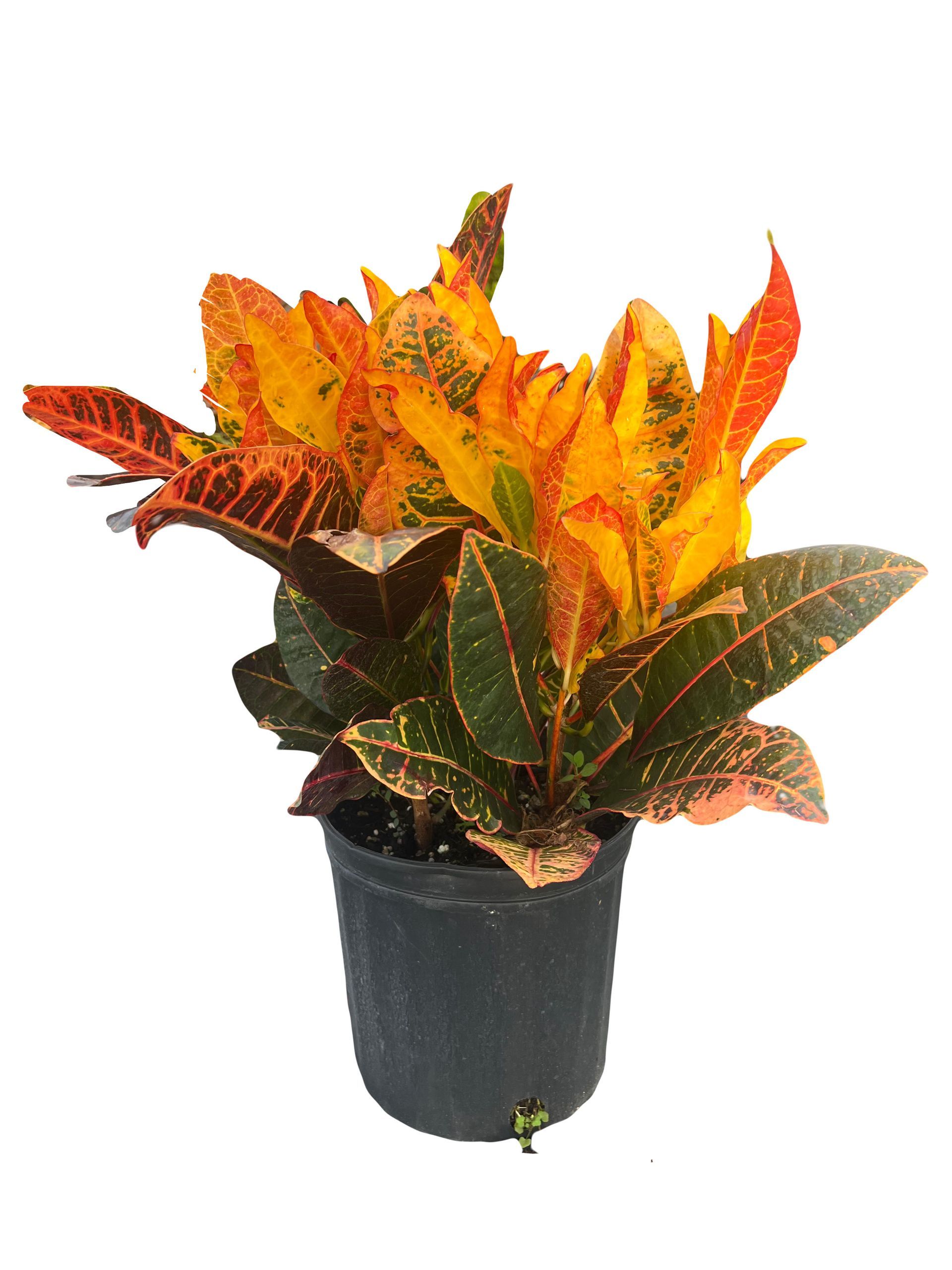 A potted plant with red and yellow leaves on a white background