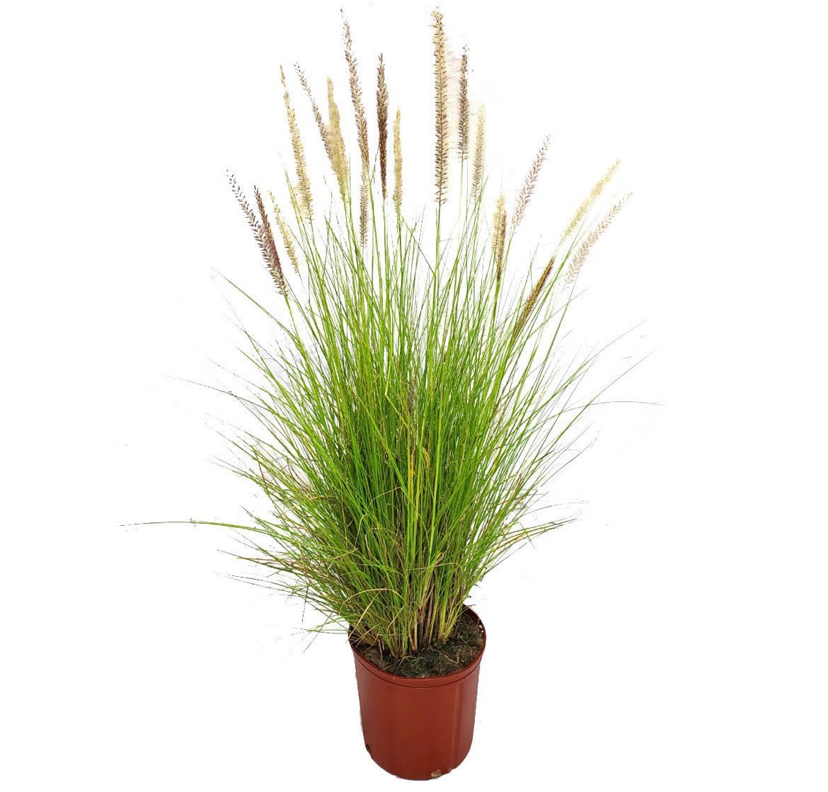 A tall grass plant in a pot on a white background.
