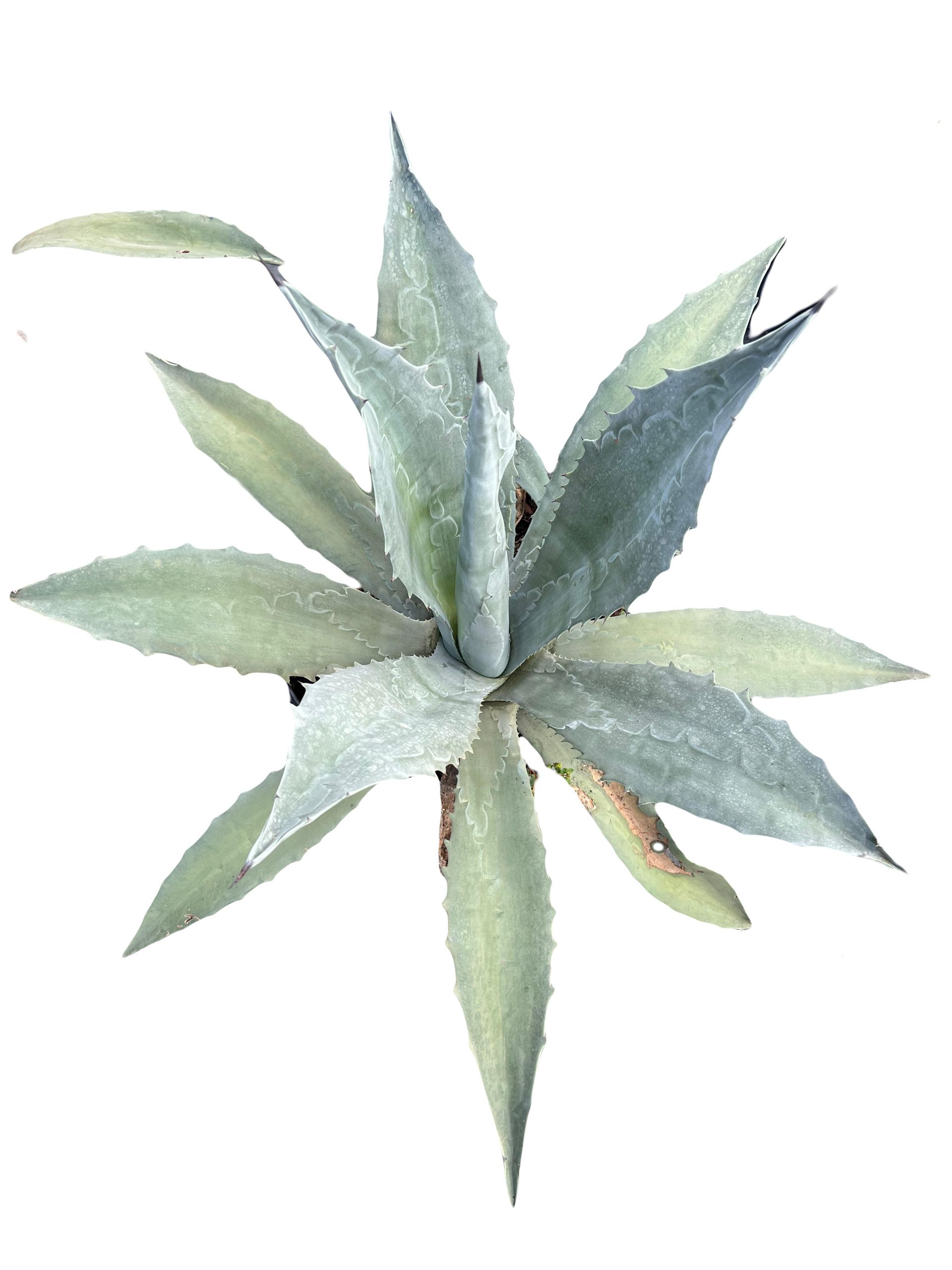 A close up of an agave plant on a white background