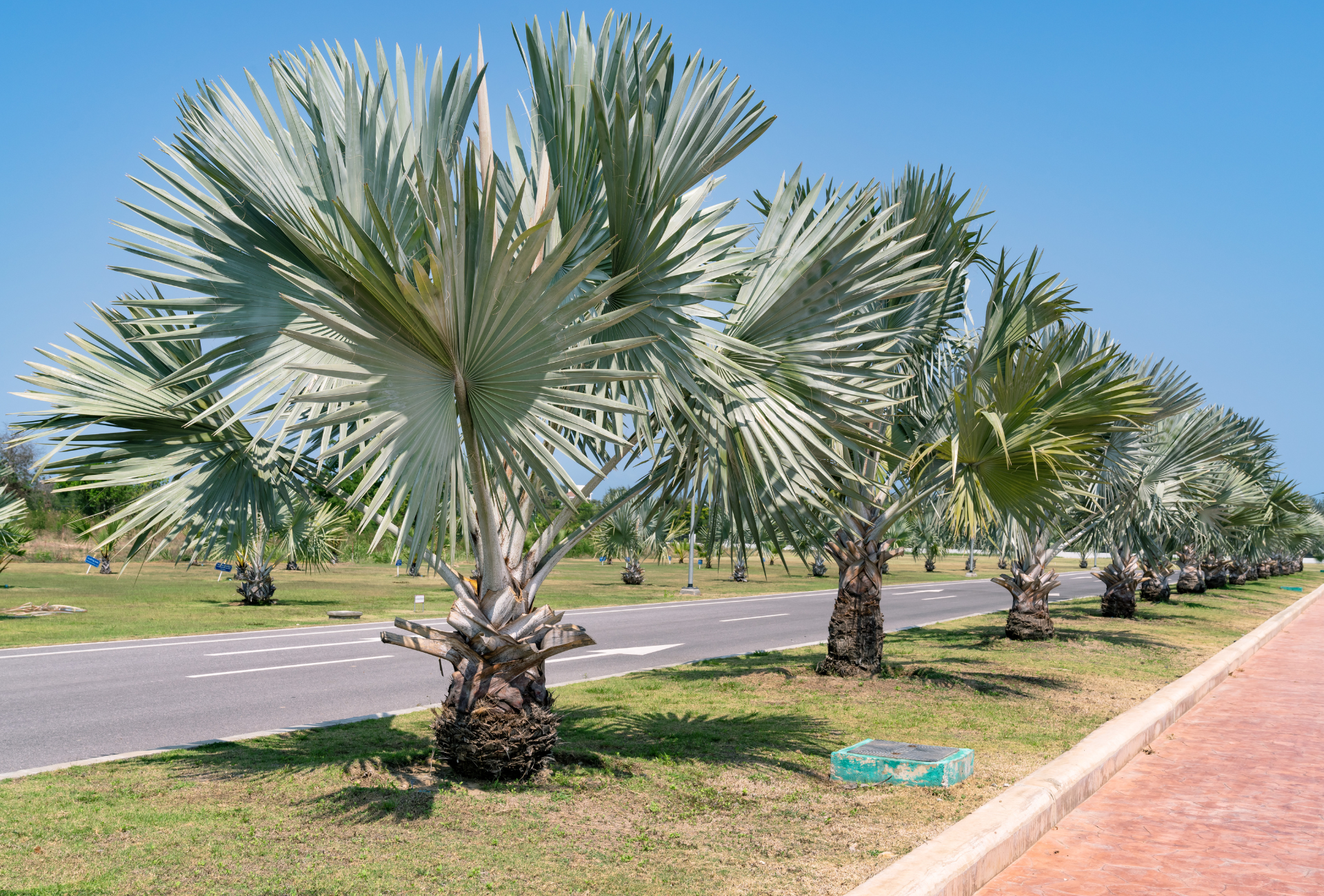 A row of palm trees along the side of a road.