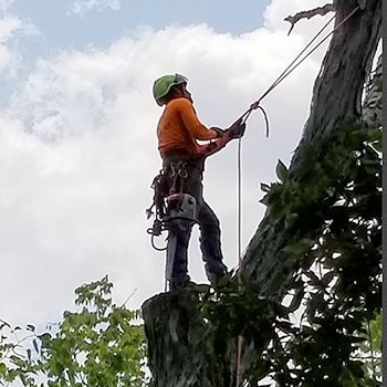 A man is climbing a tree with a chainsaw.