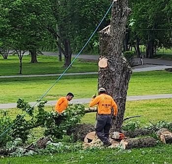 Two men are cutting down a tree in a park.