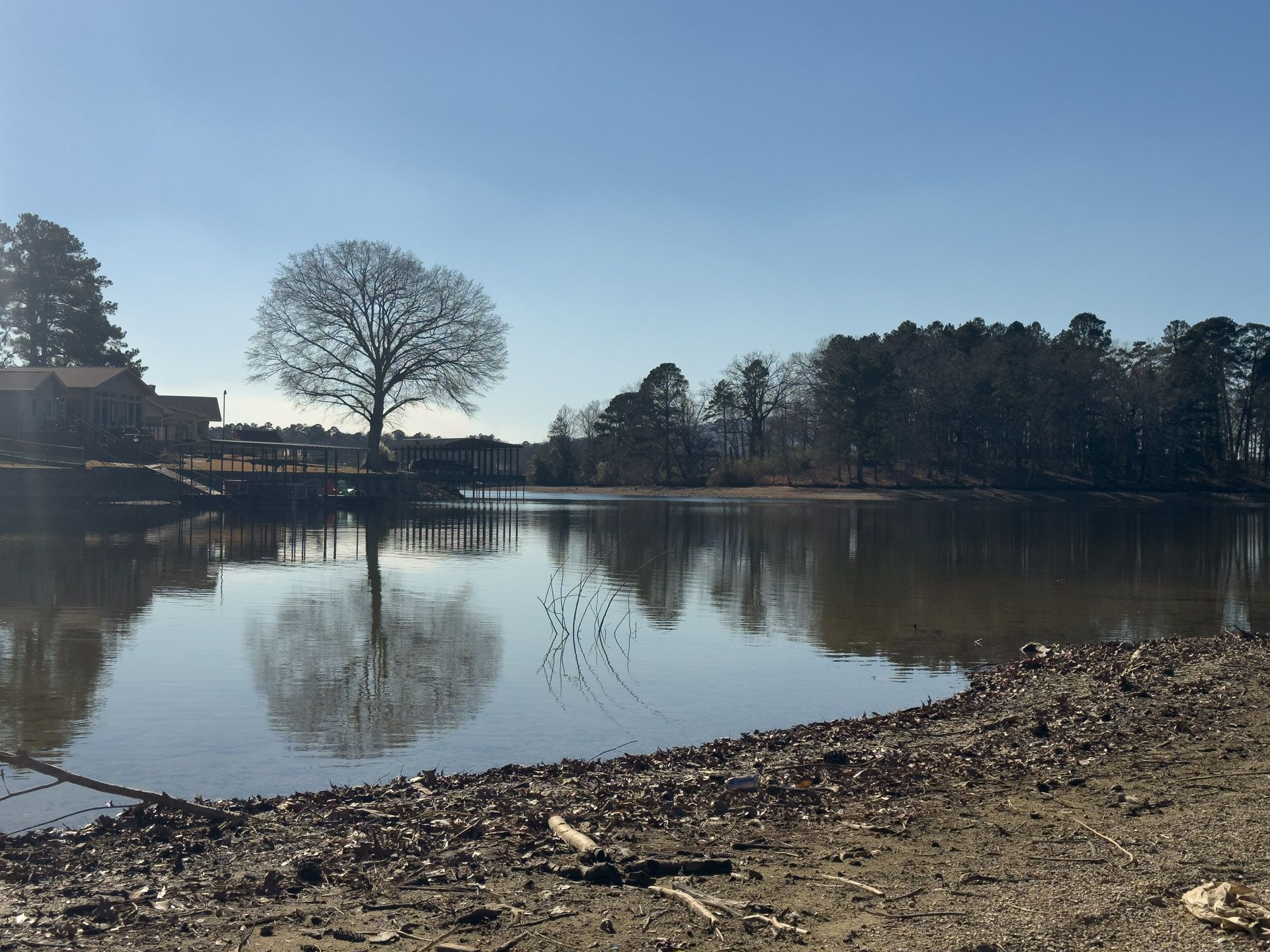 A leafless tree reflected in a calm lake under a clear blue sky. Brown shoreline, trees on the right and left.