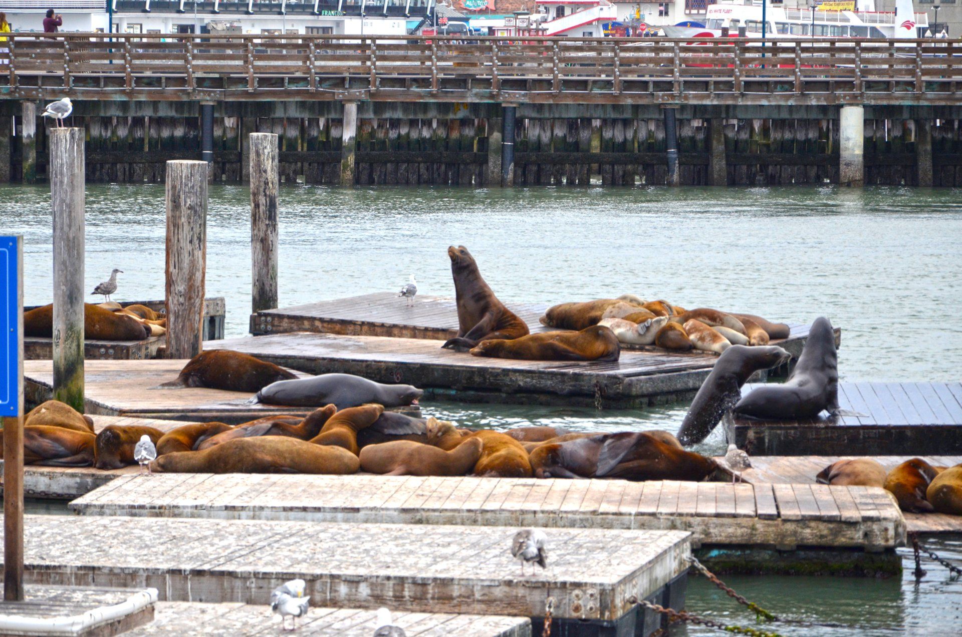 Phoques à Pier 39 à San Francisco