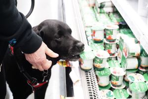 A black dog is sniffing a container of yogurt in a store.