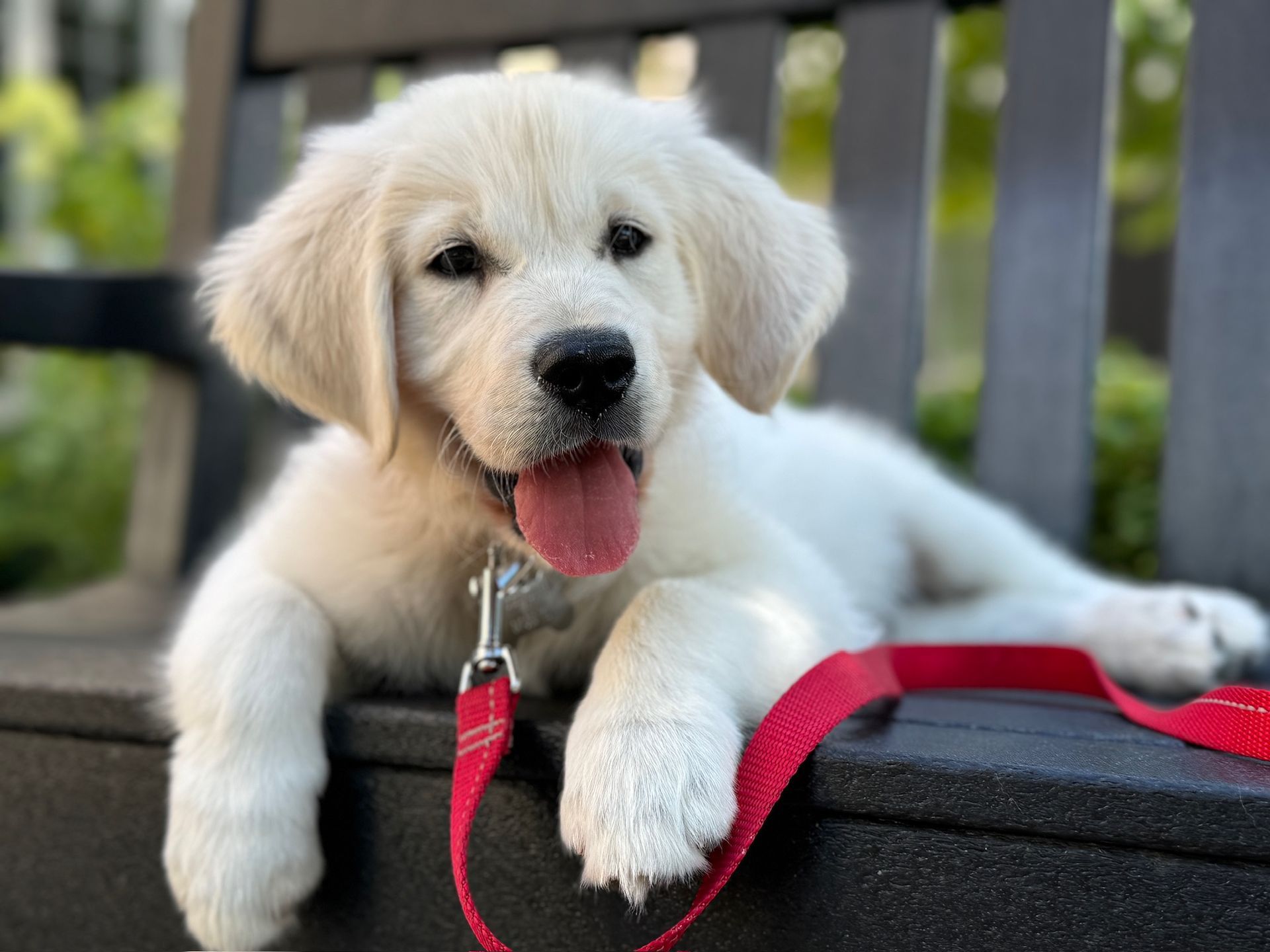 A white puppy is laying on a bench with a red leash.