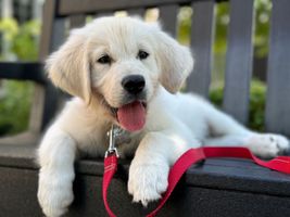 A white puppy is laying on a bench with a red leash.