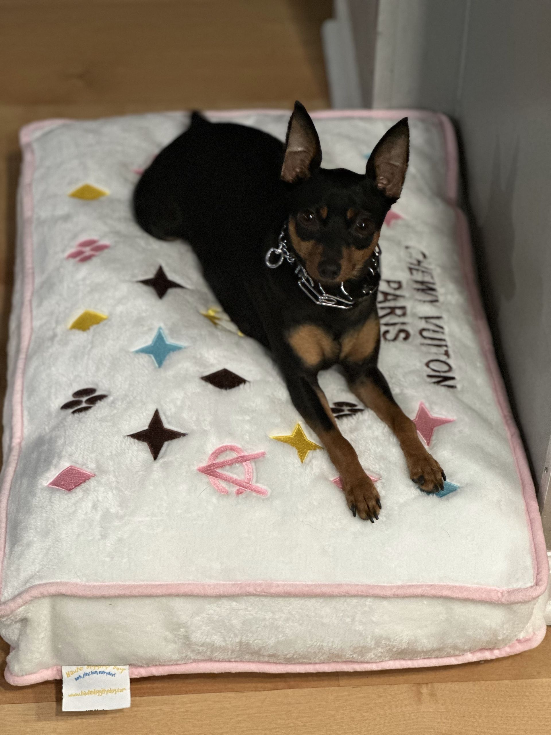 A small dog is laying on a louis vuitton dog bed