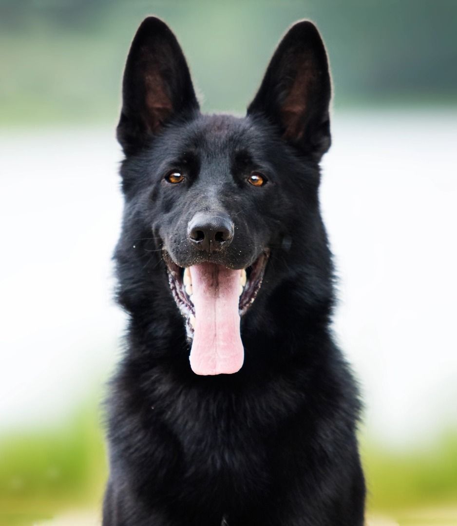 A black german shepherd dog with its tongue hanging out is looking at the camera.