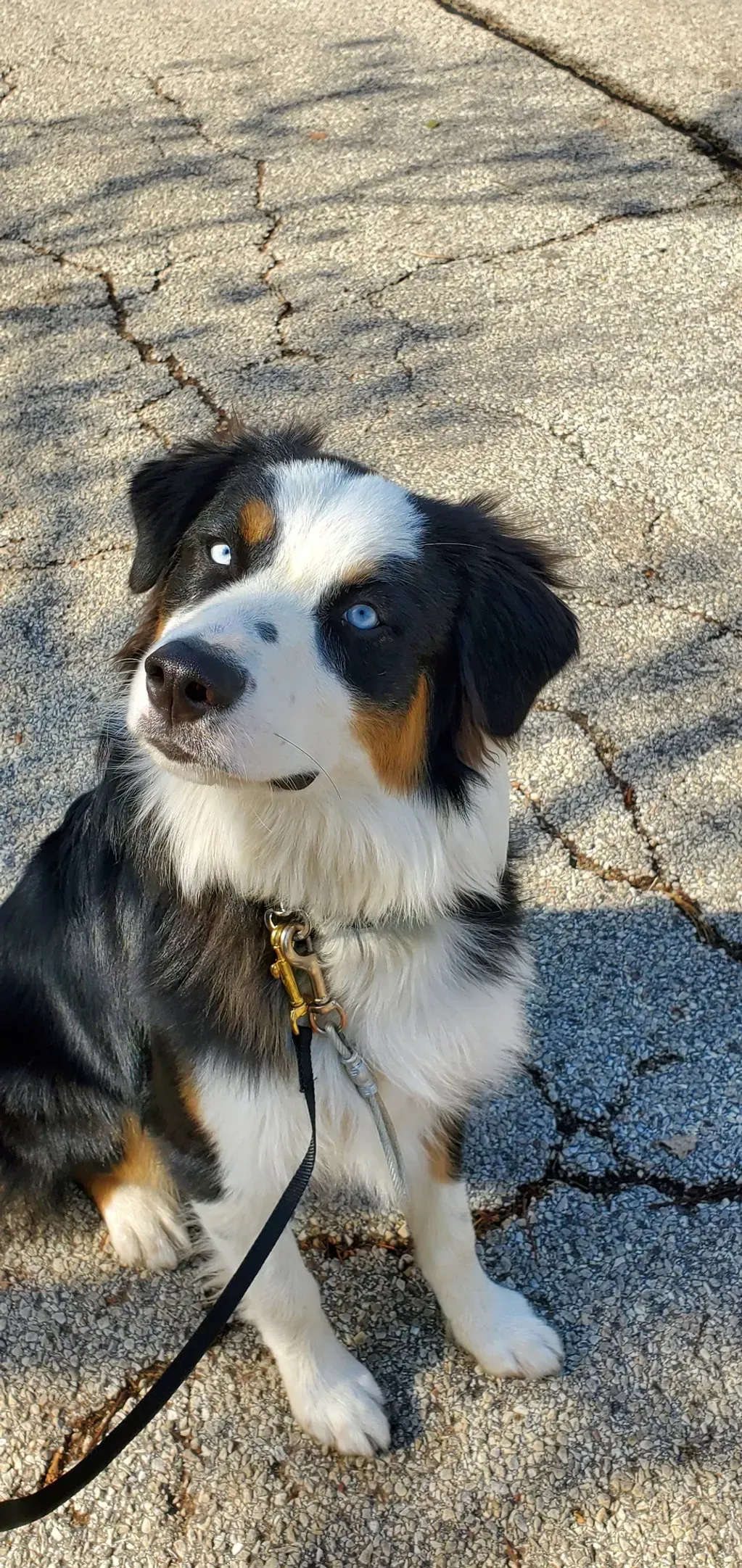 A black , white and brown dog is sitting on a sidewalk on a leash.