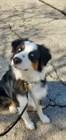 A black , white and brown dog is sitting on a sidewalk on a leash.