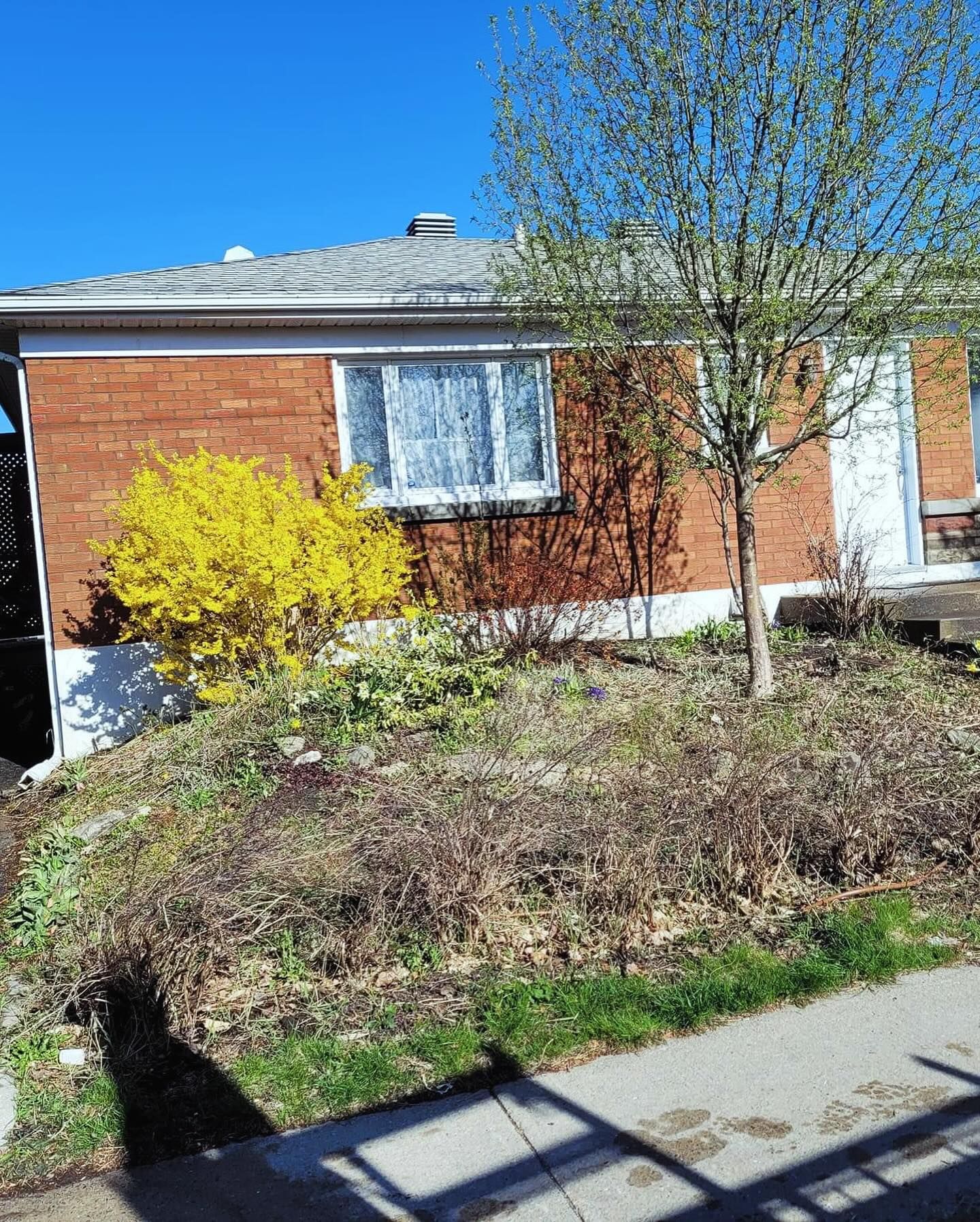 Petite maison en briques avec un forsythia jaune devant. La cour est agrémentée de buissons envahissants et d'un jeune arbre.