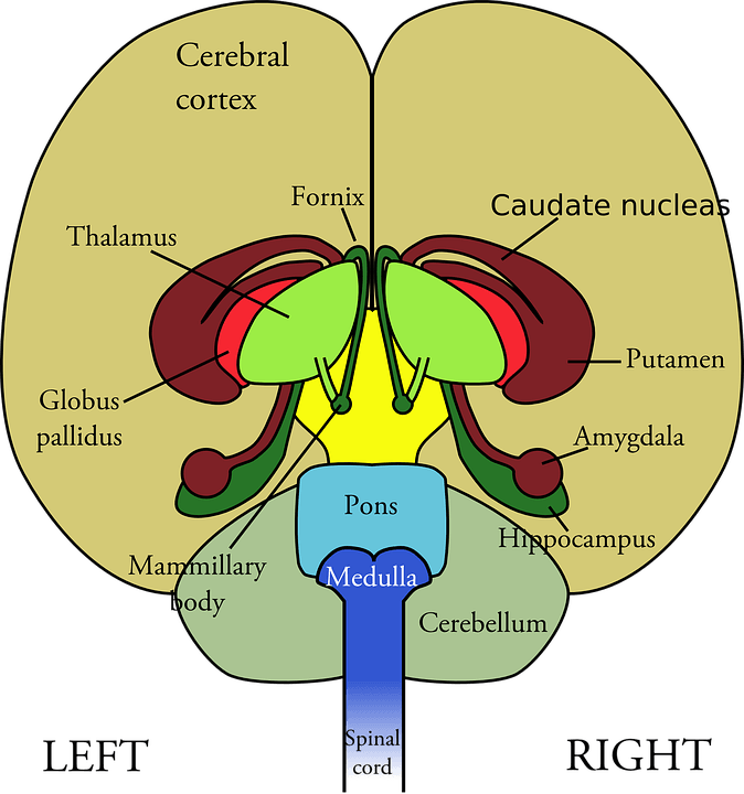 Clear Nervous System