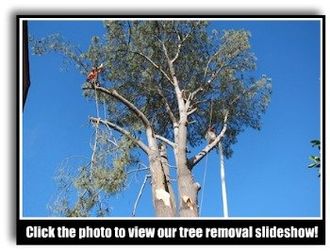 Tree Pruning — Photo of a tree In Vista, CA