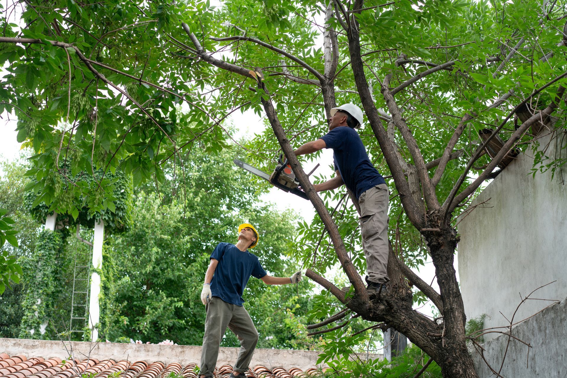 Blue collar workers trimming a tree on a roof in a private garden as part of tree care services.