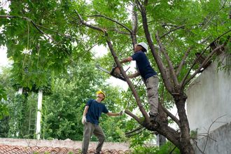 Blue collar workers trimming a tree on a roof in a private garden as part of tree care services.