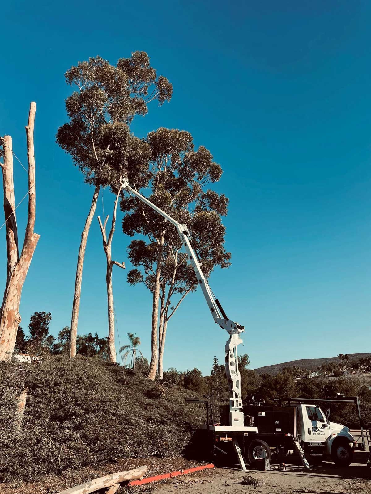 Tree Lacing — Tree Replacement In Vista, CA Tree Lacing — Tree Replacement In Vista, CA