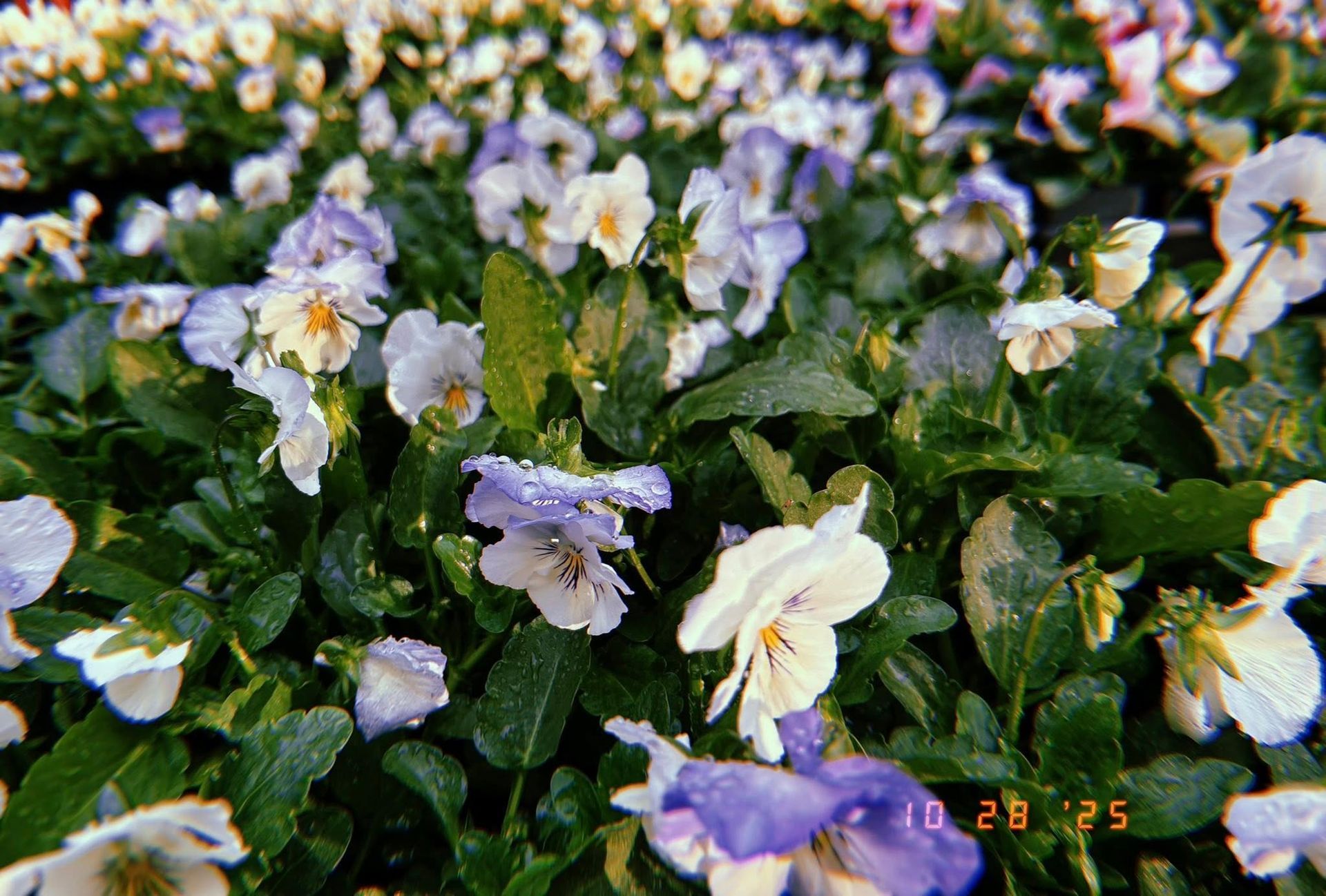Bed of white and purple pansies with green leaves.