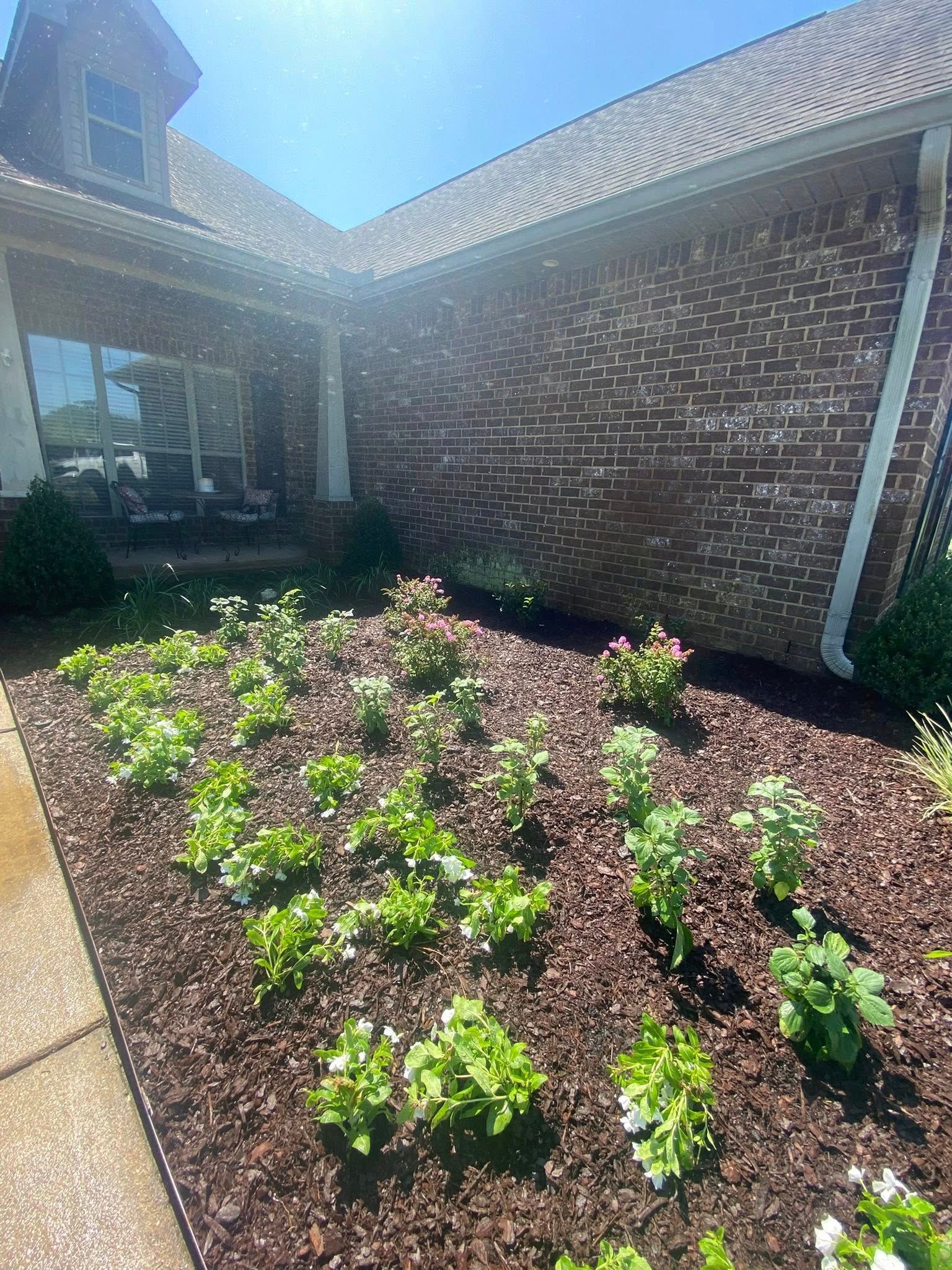 Flower bed with green plants and brown mulch in front of a brick house on a sunny day.