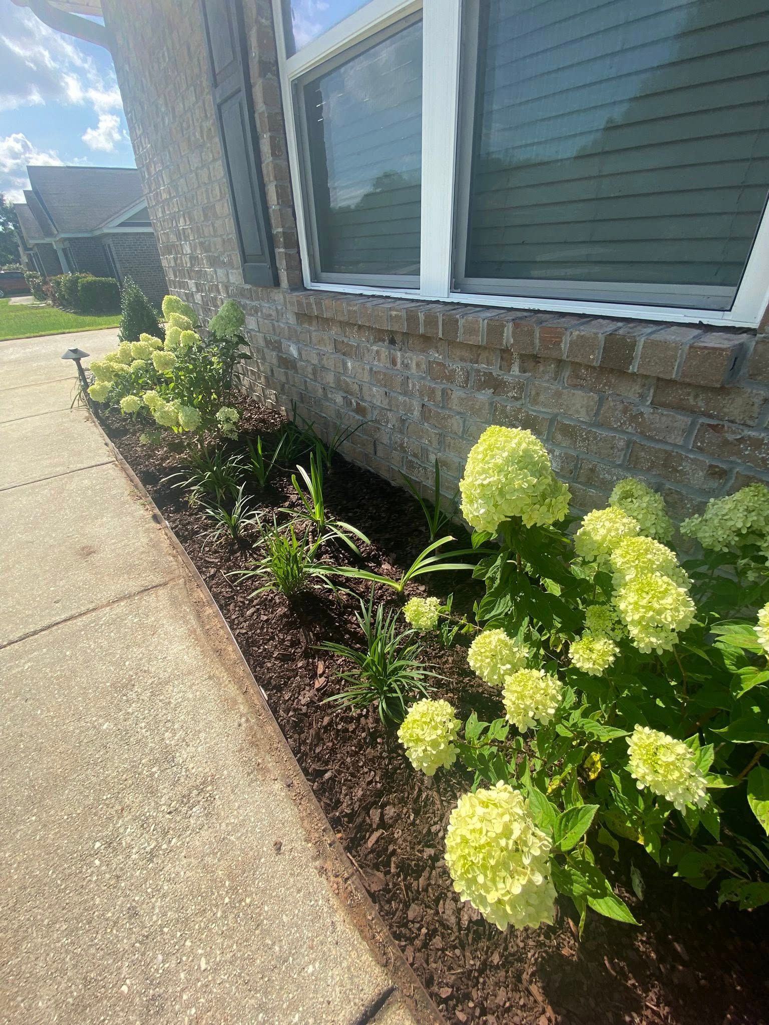 A flower bed with green and yellow hydrangeas next to a brick building with a window.