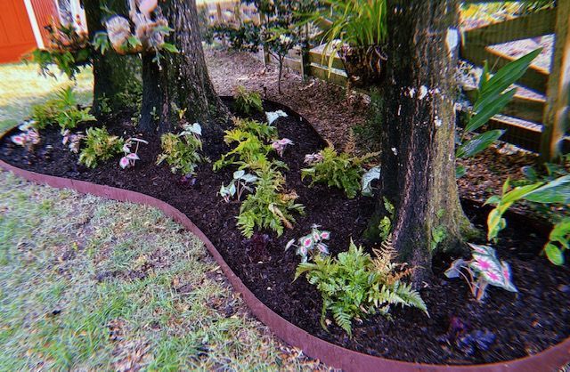 Garden bed with mulch and plants surrounding tree trunks, edged in rusted metal.