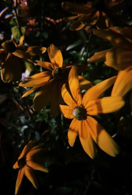 Yellow flowers in bloom, close-up with a dark background.