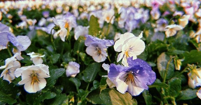 Close-up of a bed of white and lavender pansies with green leaves, outdoors.