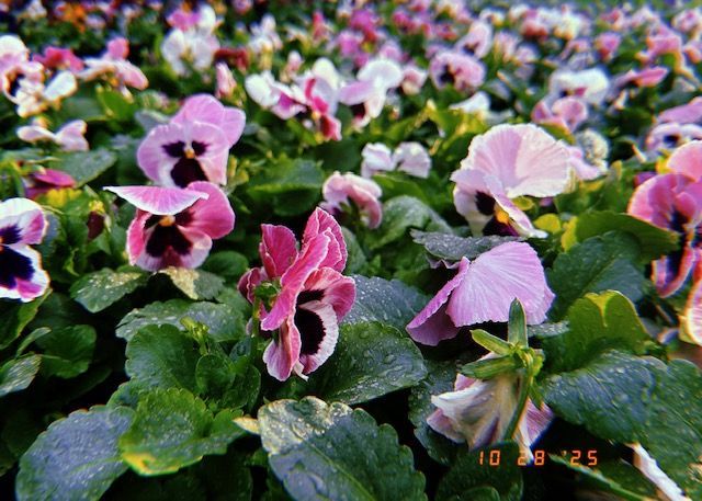 Close-up of pink, white, and purple pansies with dark centers blooming in a bed of green leaves.
