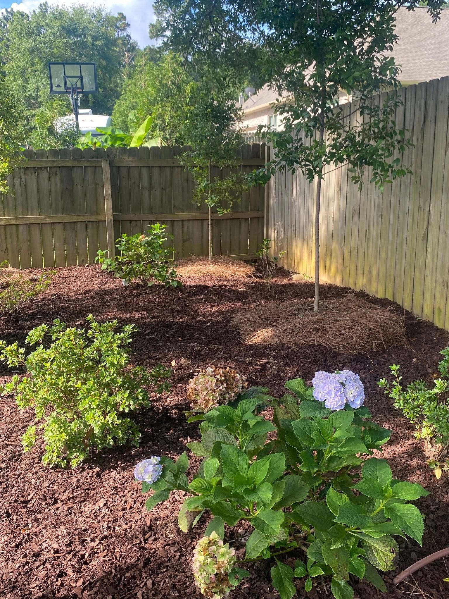 Backyard garden with wood mulch, green plants, and wooden fence.