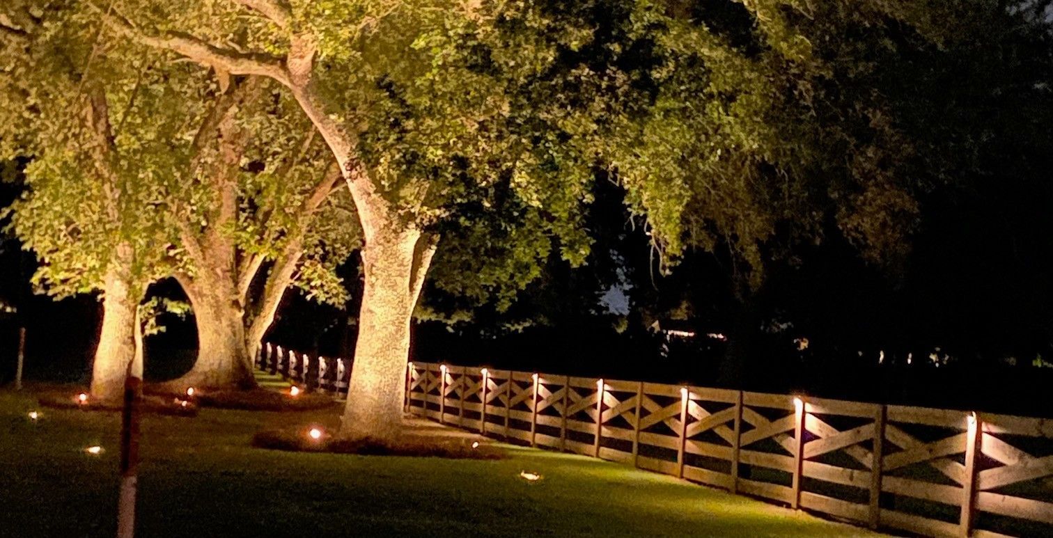 Illuminated trees and fence line at night. Warm lights shine up trees and on a wooden fence.