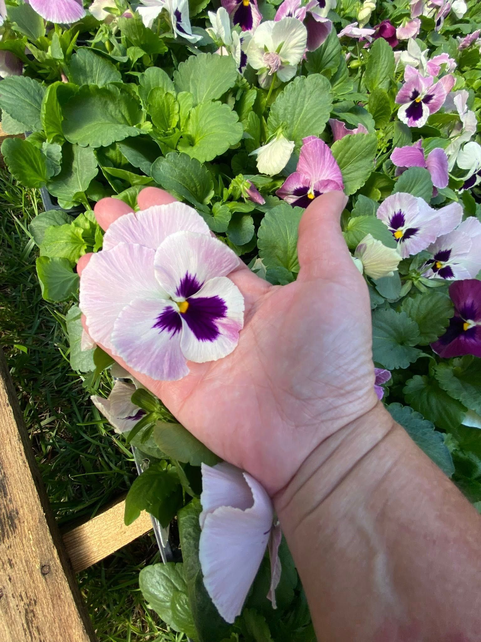 Hand holding a large, pale pink pansy with dark purple center, surrounded by other pansies in a garden setting.