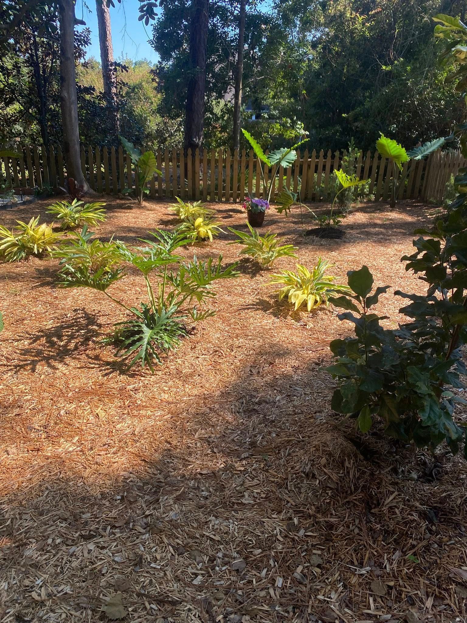 Wood-chipped garden bed with various green and yellow plants, brown fence, and trees.