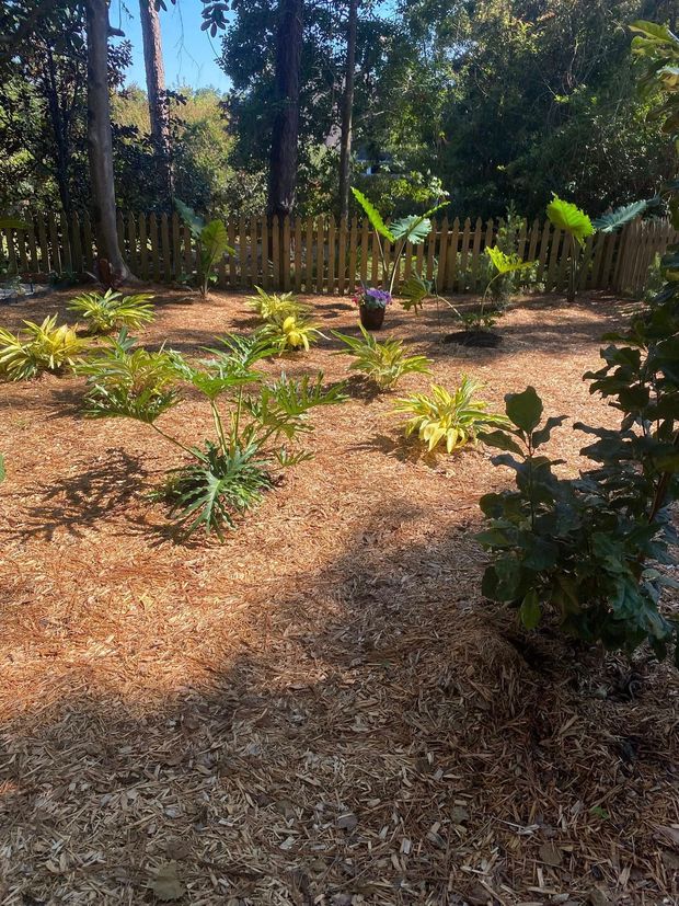 Wood-chipped garden bed with various green and yellow plants, brown fence, and trees.