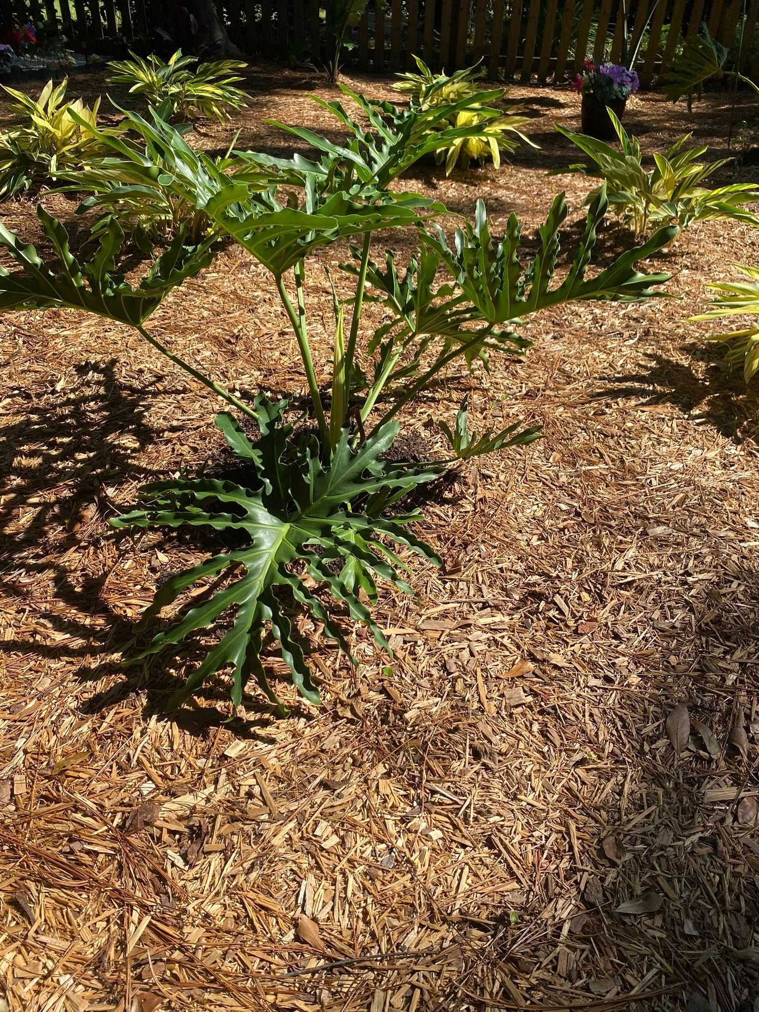 Green leafy plant in wood chip mulch.
