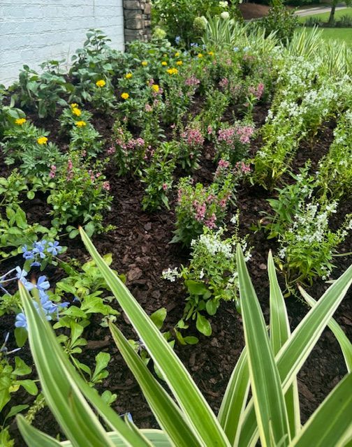 Flower bed with yellow, pink, and white flowers, surrounded by green foliage and brown mulch.