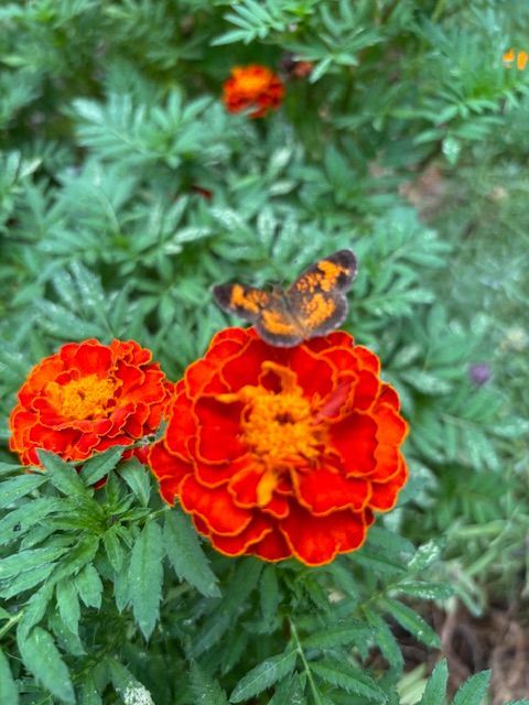 Butterfly on vibrant orange marigold flowers. Green leaves in background.
