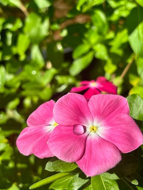 Pink periwinkle flowers with a water droplet, surrounded by green leaves.