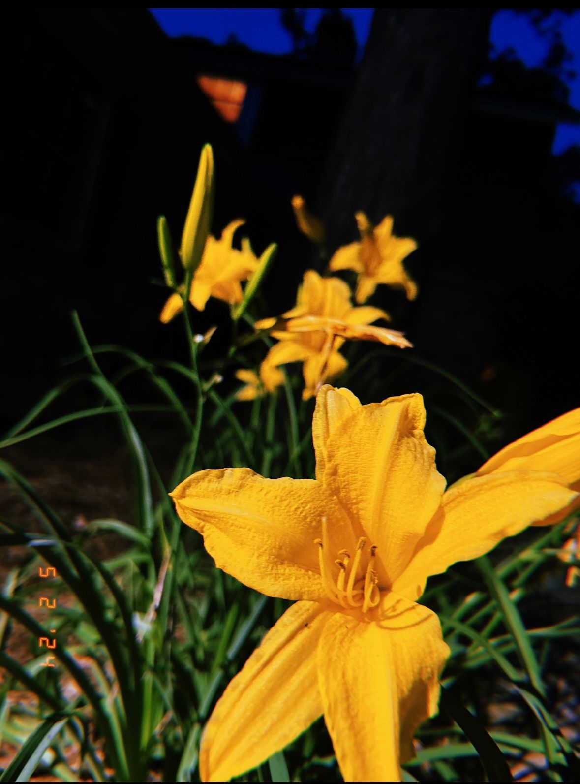 Yellow daylilies bloom in garden with dark background.