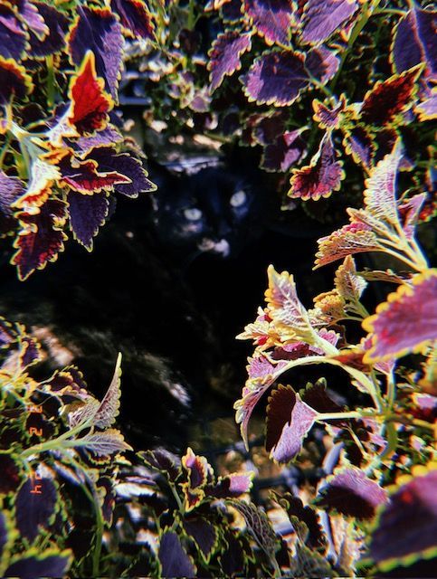 Black cat peeking out from behind purple and red foliage.