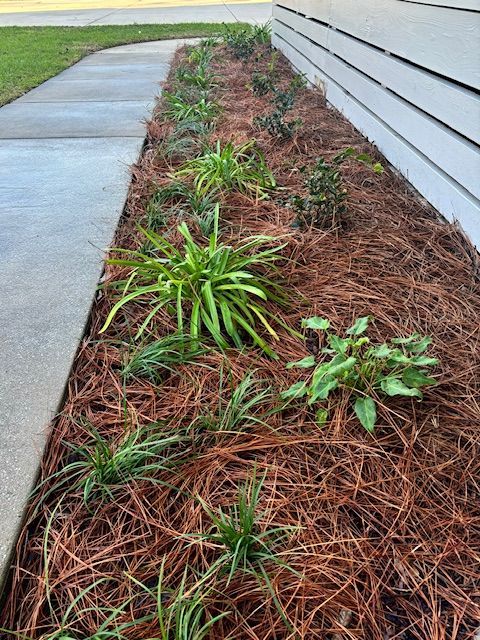 Flowerbed alongside a building with plants and pine straw. A concrete walkway borders the plants.