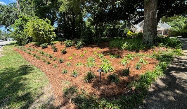 A mulched flower bed with young plants and a mature tree, on a sunny day.