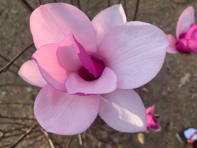 Pink magnolia flower blooming, close-up with light and dark pink petals.