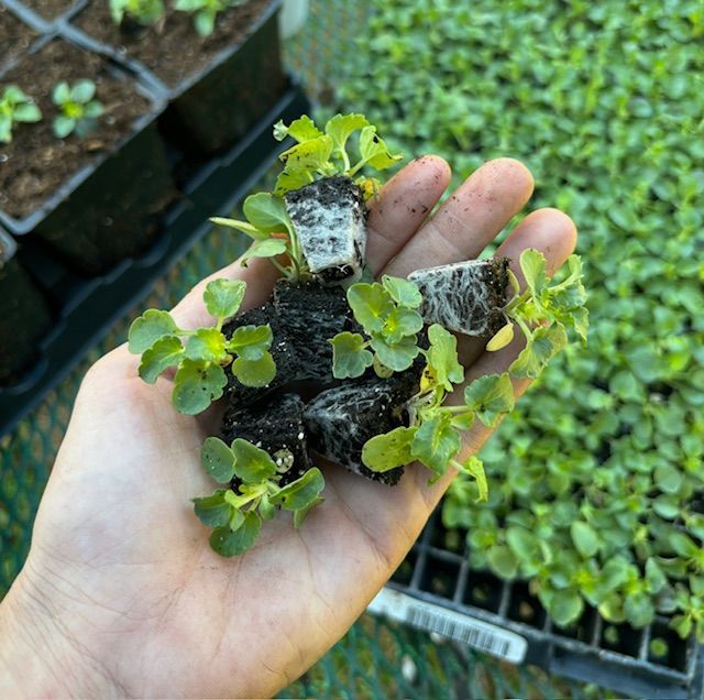 Handful of small green plants with root balls; plants are in a tray with other seedlings.