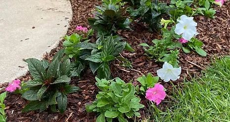 Flower bed with white and pink petunias and dark green foliage, next to a sidewalk and green grass.