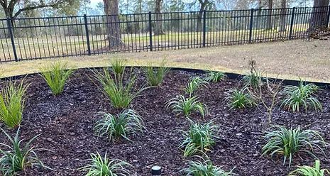Landscaped garden bed with various green plants and dark mulch, bordered by a black fence and trees.