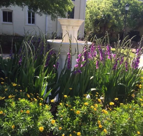 Purple gladioli and yellow flowers in front of a white fountain in a garden.