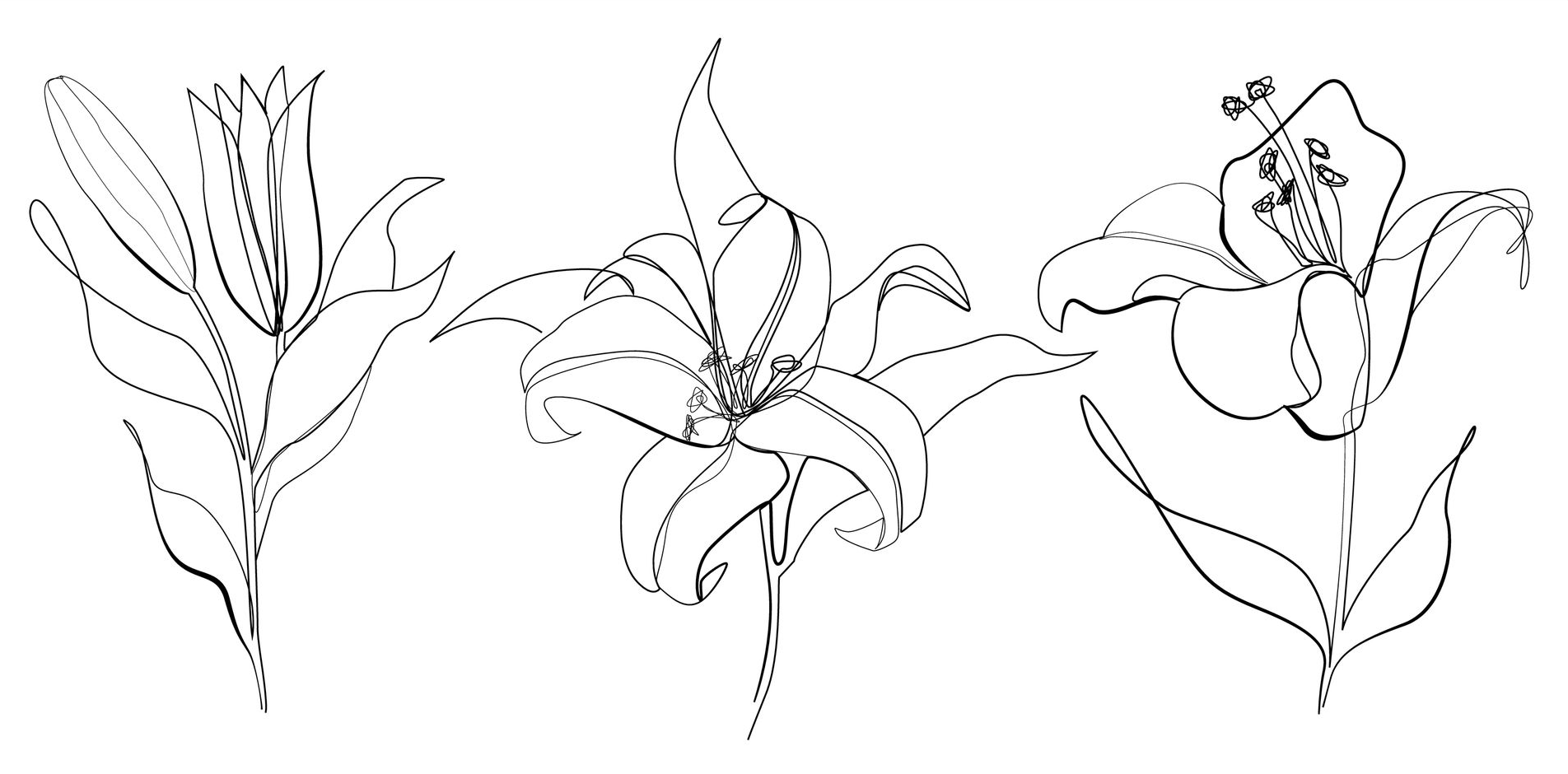 Line drawing of three lilies.